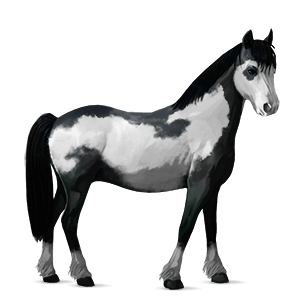 donkey standard donkey white