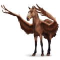 bird wandering horse aquila