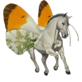 riding horse arabian horse mouse gray