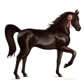 riding horse shagya arabian black