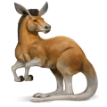 wild horse kangaroo