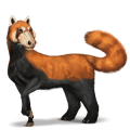 wild horse red panda