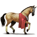 riding horse arabian horse dun