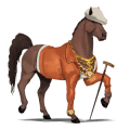 pony australian pony black