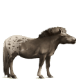 riding horse bay