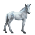 divine horse greyfell   1