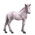 divine horse greyfell   6