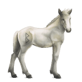 divine horse greyfell   8