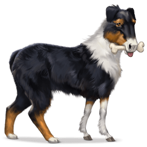 wild horse australian shepherd