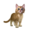 compagnon-chat_v1549988236.png