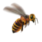 compagnon-abeille_v1713961017.png