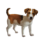 compagnon-chien_v1713961017.png