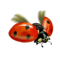 compagnon-coccinelle_v1713961017.png