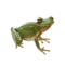 compagnon-grenouille_v1713961017.png