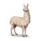 compagnon-lama_v1713961017.png