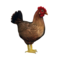 compagnon-poule_v1713961017.png