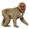 compagnon-singe-neige_v1713961017.png