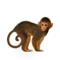 compagnon-singe_v1713961017.png