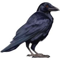 compagnon-raven.png